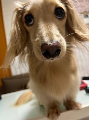 飼い主から注意を受けた犬　その直後の表情に「笑った」「反省してなさそう」