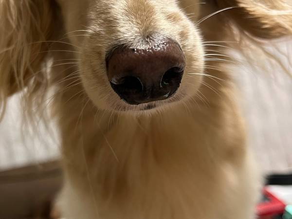 飼い主から注意を受けた犬　その直後の表情に「笑った」「反省してなさそう」