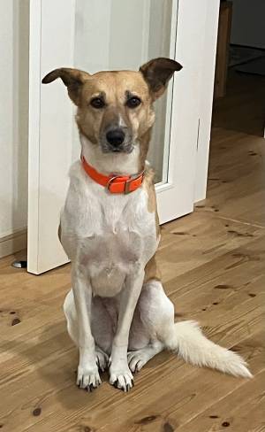 サツマイモを蒸したら？　振り向いた１枚に「笑った」「堪能するはず」