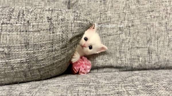 ソファで眠る小さな子猫　３年後の姿に「二度見したわ」「こんなに変わるのか！」