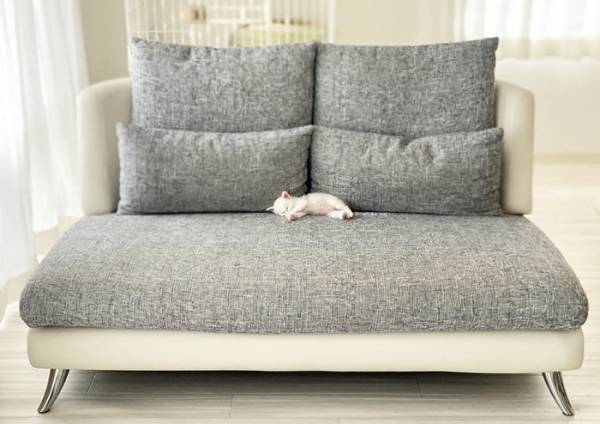 ソファで眠る小さな子猫　３年後の姿に「二度見したわ」「こんなに変わるのか！」