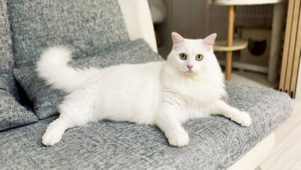 ソファで眠る小さな子猫　３年後の姿に「二度見したわ」「こんなに変わるのか！」