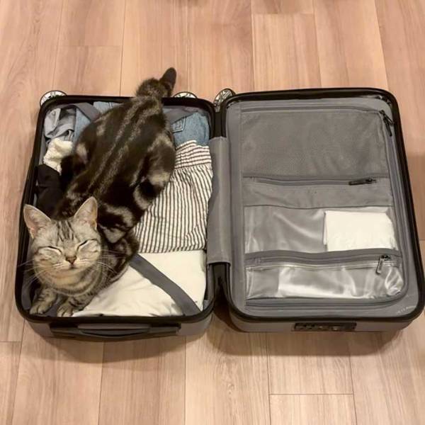 キャリケースの中にいたのは？　正体に「付いていく気満々」「閉められない…」