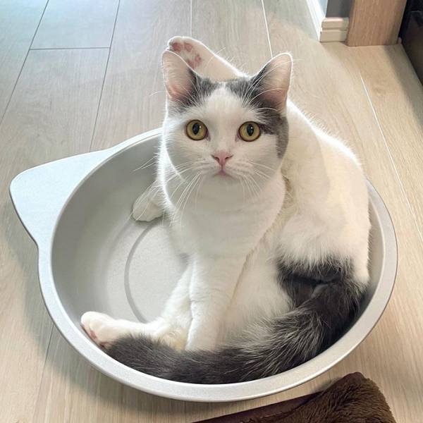 飼い主「モデルになったのかな？」　愛猫とそっくりなマグカップが？