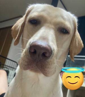 苦しむ演技をする飼い主　愛犬の反応に「犬のジト目を初めて見た」