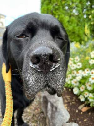 犬「どうでもいいです…」　見せた顔に「爆笑した」「どういう感情」