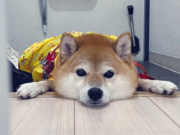 柴犬の散歩中、急いで帰宅した飼い主　トイレから出ると？「これはつらい」「ドンマイ…」