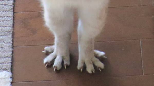 見事な着地を決めると？　猫の脚に「まさか…」