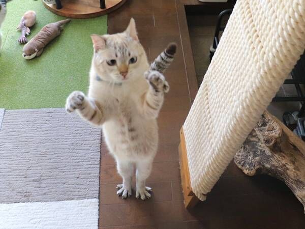 猫の写真