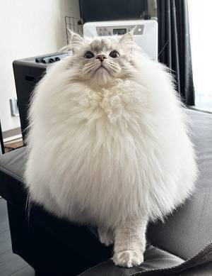 猫の『ビフォーアフター』に目を疑う　「どちら様？」「五度見した」