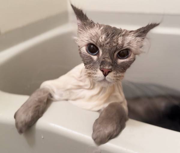 猫の『ビフォーアフター』に目を疑う　「どちら様？」「五度見した」