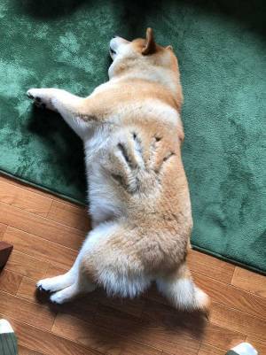柴犬の体に、ズボッ！　写真に「これで半分！？」「高級絨毯よりふかふか」