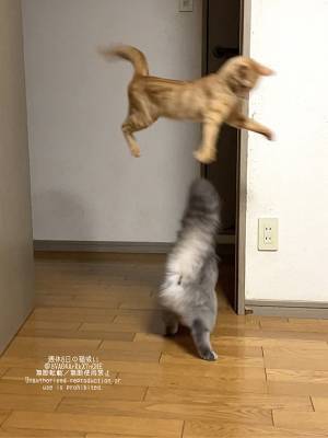 「猫も３連休楽しみなのかな」　写真を見ると？「どうしてそうなった」「なん…だと…」