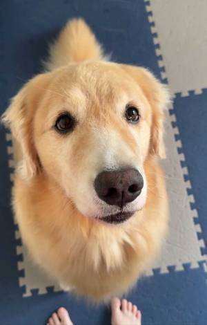 子犬時代と見比べて「今のほうがかわいい」　そう言った理由に「涙が出た」