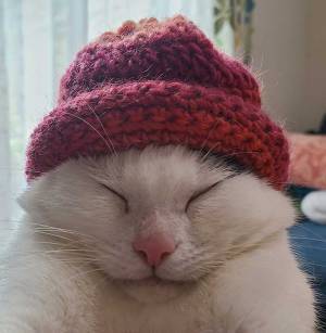 ニット帽を被った猫　表情に「笑いすぎて涙出た」「息できない」