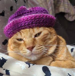 ニット帽を被った猫　表情に「笑いすぎて涙出た」「息できない」