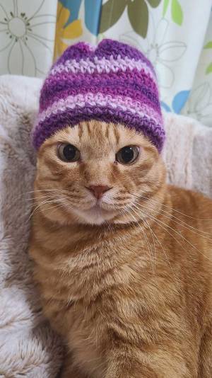 ニット帽を被った猫　表情に「笑いすぎて涙出た」「息できない」