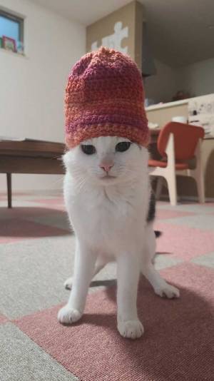 ニット帽を被った猫　表情に「笑いすぎて涙出た」「息できない」