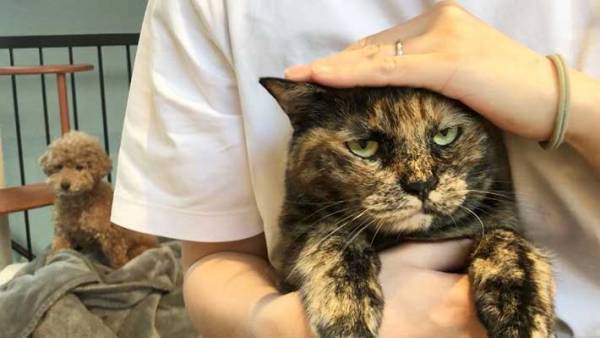 飼い主から『お仕置き』されている愛猫　表情に「笑った」「顔！！」