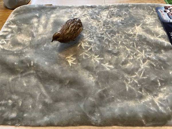 飼い主が毛布を置いたら…　直後の光景に「もはやアート」「むしろ欲しい」