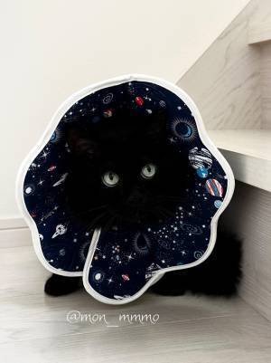 黒猫がエリザベスカラーを着けると…「宇宙感がすごい」「神話に出てきそう」