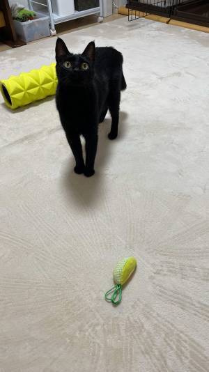 メロンのオモチャをもらった猫　とらえた１枚に「職人の技だ！」「天才か？」