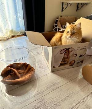 空き箱の中に入る猫、ツッコミを入れたくなる１枚に「むしろ正解」「笑った」