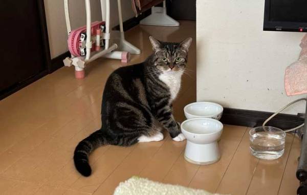 大寝坊した飼い主　皿の前で静かにキレる猫に「笑った」「視線がやばすぎ」