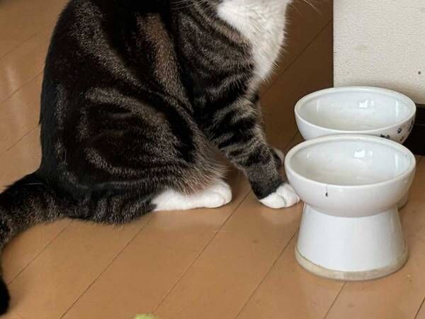 大寝坊した飼い主　皿の前で静かにキレる猫に「笑った」「視線がやばすぎ」