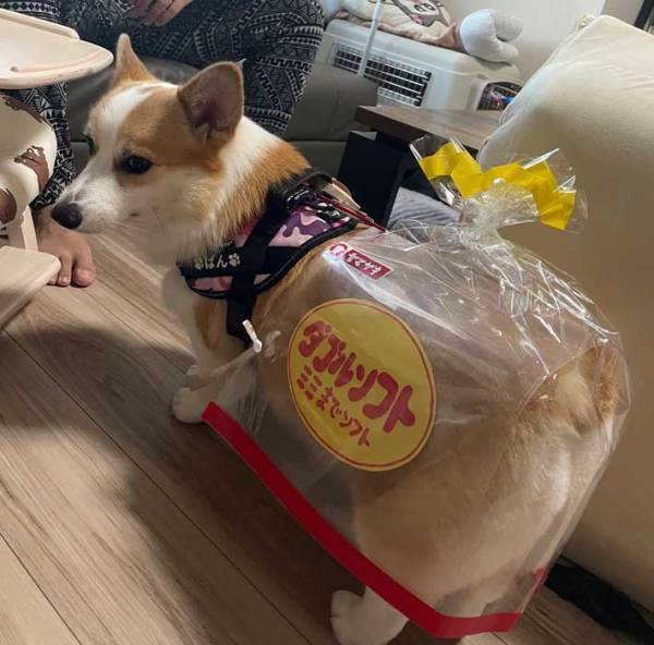 犬用のハロウィン衣装　２３万人が注目した理由に「じわじわくる」「吹き出した」