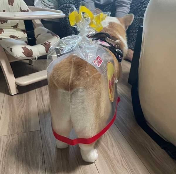 犬用のハロウィン衣装　２３万人が注目した理由に「じわじわくる」「吹き出した」