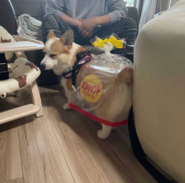 犬用のハロウィン衣装　２３万人が注目した理由に「じわじわくる」「吹き出した」