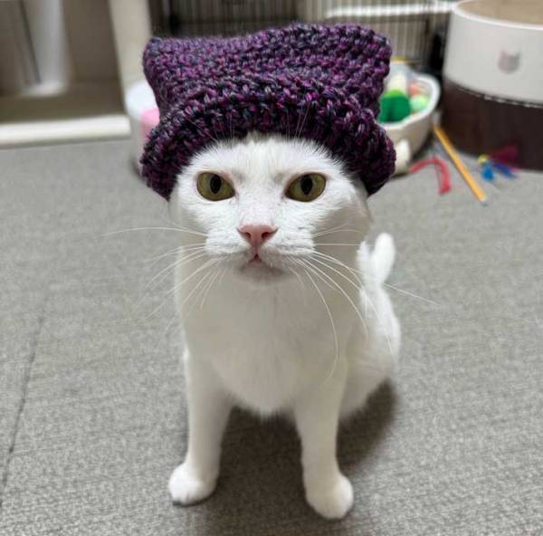 「友達が編んでくれた」　キメ顔する猫に「最高です」「ジャミロクワイじゃん」