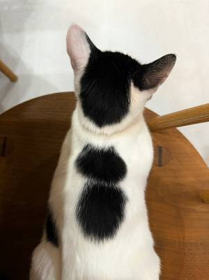 背中にあるのは…？　生後５か月の１枚に「キノコから進化してる」