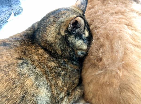 飼い主が激写した『犬吸い』の瞬間　愛犬への行動に「はさまりたい」