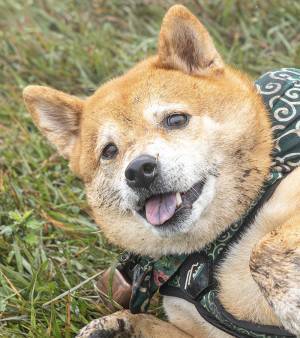 散歩ではしゃぎすぎた柴犬　その結果に「絶叫するやつ」「そしてこの顔である」