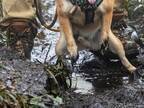 散歩ではしゃぎすぎた柴犬　その結果に「絶叫するやつ」「そしてこの顔である」