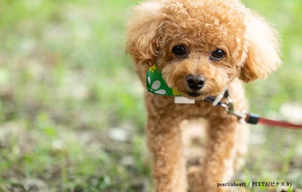 公園で運動会を開催すると、どうなる？　エピソードに「対比がほほ笑ましい」