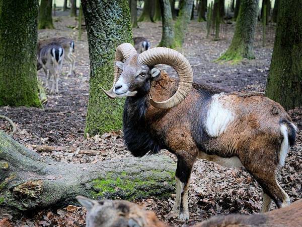 興奮した野生動物に近付いた男性　次の瞬間…？「心が温かくなった」