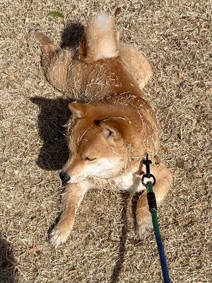 飼い主「芸術の秋」　散歩中の柴犬に「やっちまったな！」「爆発だ」