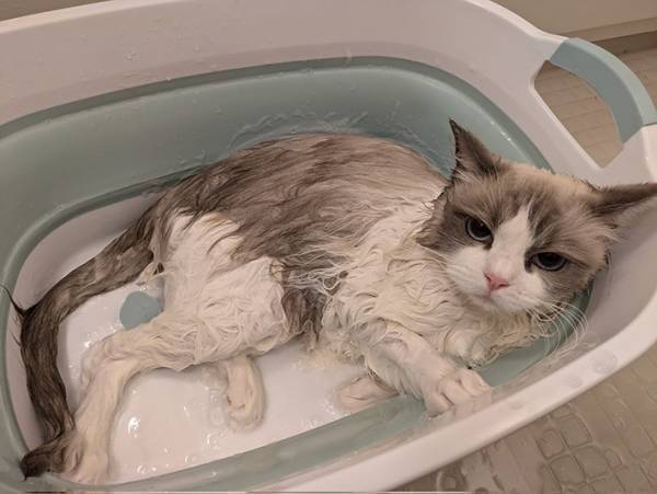 愛猫をシャンプーしたら…　見せた表情に「めっちゃ怒ってる」「これは被害者」