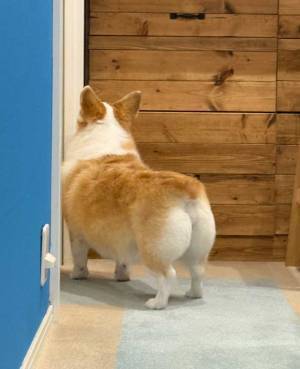 木彫りのクマみたい…　コーギーの１枚に「笑った」「顔こわっ」