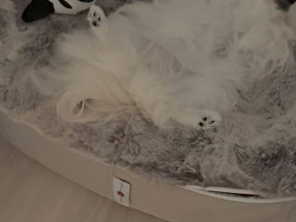 飼い主「野生で生きていく意識ゼロ」　ベッドの上でお腹を見せて？