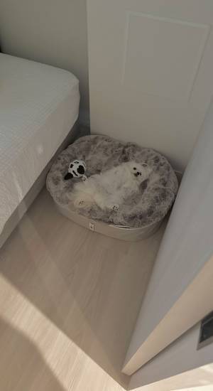 飼い主「野生で生きていく意識ゼロ」　ベッドの上でお腹を見せて？