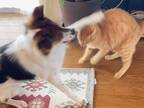 猫パンチをくらった犬　その表情に「笑いました」「顔！」