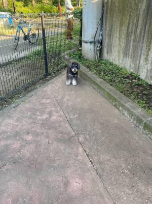 ドッグランにビビってしまう犬　居座った場所に「笑った」「ちょこんとしててかわいい」