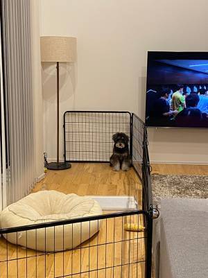 ドッグランにビビってしまう犬　居座った場所に「笑った」「ちょこんとしててかわいい」