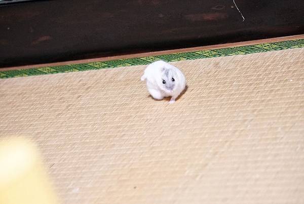 まるでアイアンマン？　飼い主が撮影した、ハムスターの『奇跡の１枚』がこちら