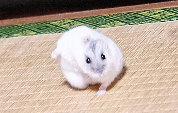 まるでアイアンマン？　飼い主が撮影した、ハムスターの『奇跡の１枚』がこちら