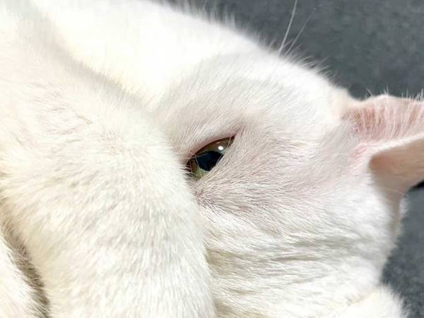 体を丸くしてる猫の顔が？　激写した１枚に「何を考えてるの」「怖かわいい」